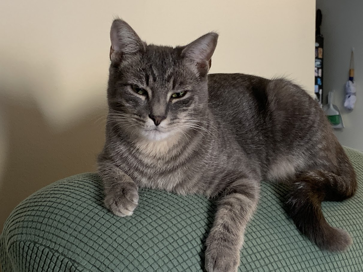 Oscar Grey Tabby on the top of the Lazy-Boy