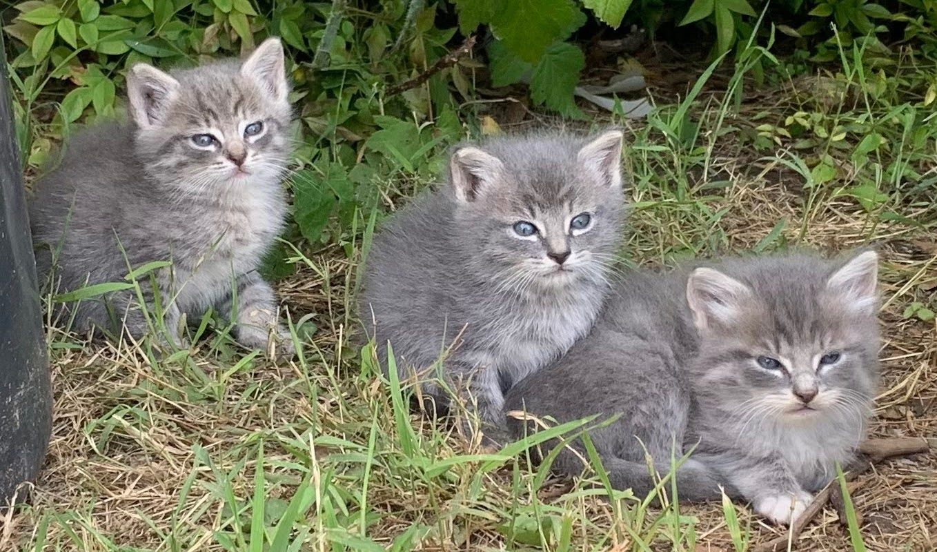 Three Kittens Whiskers, Oscar, Melody