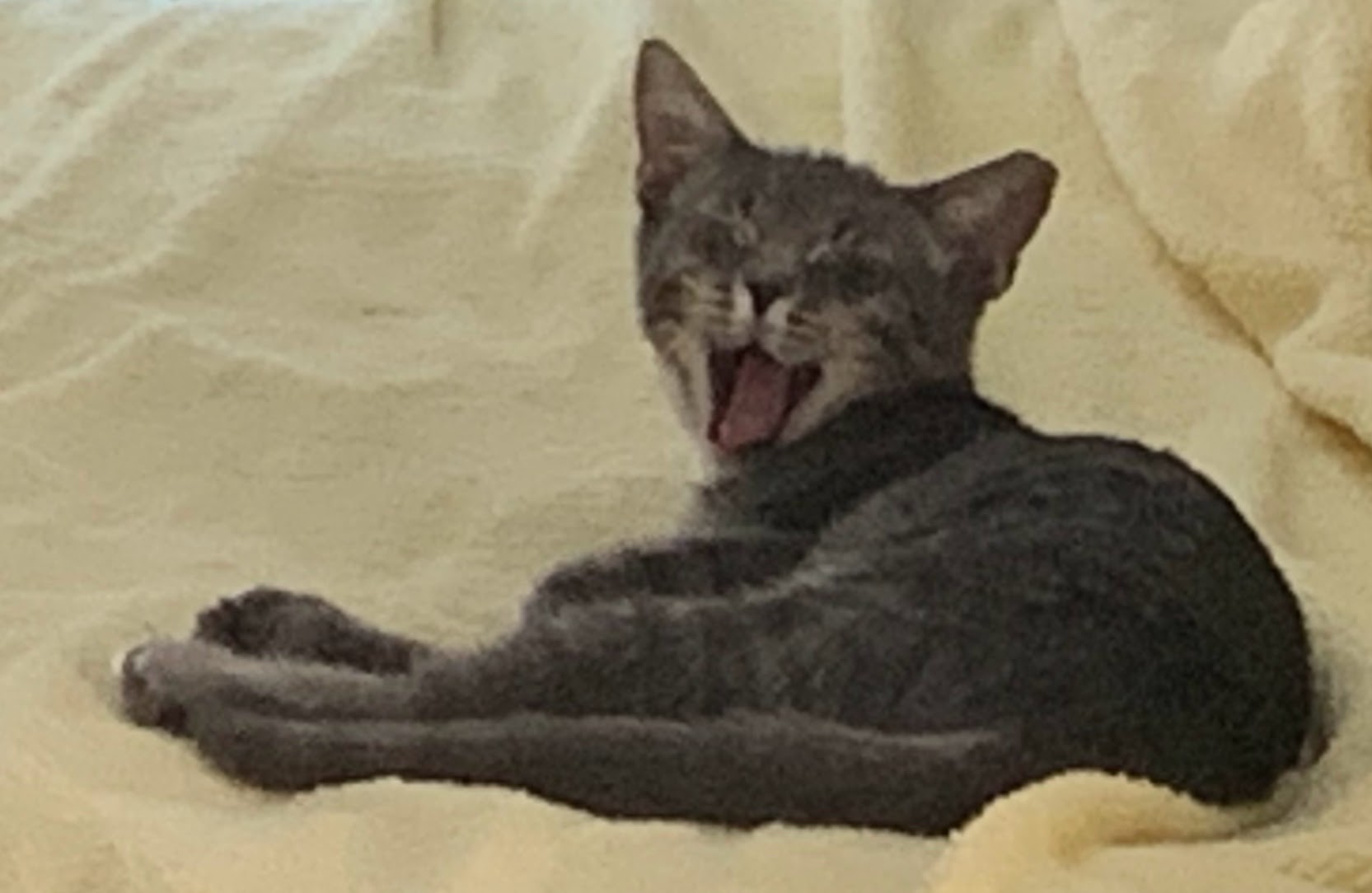 Oscar in a sunbeam Yawning