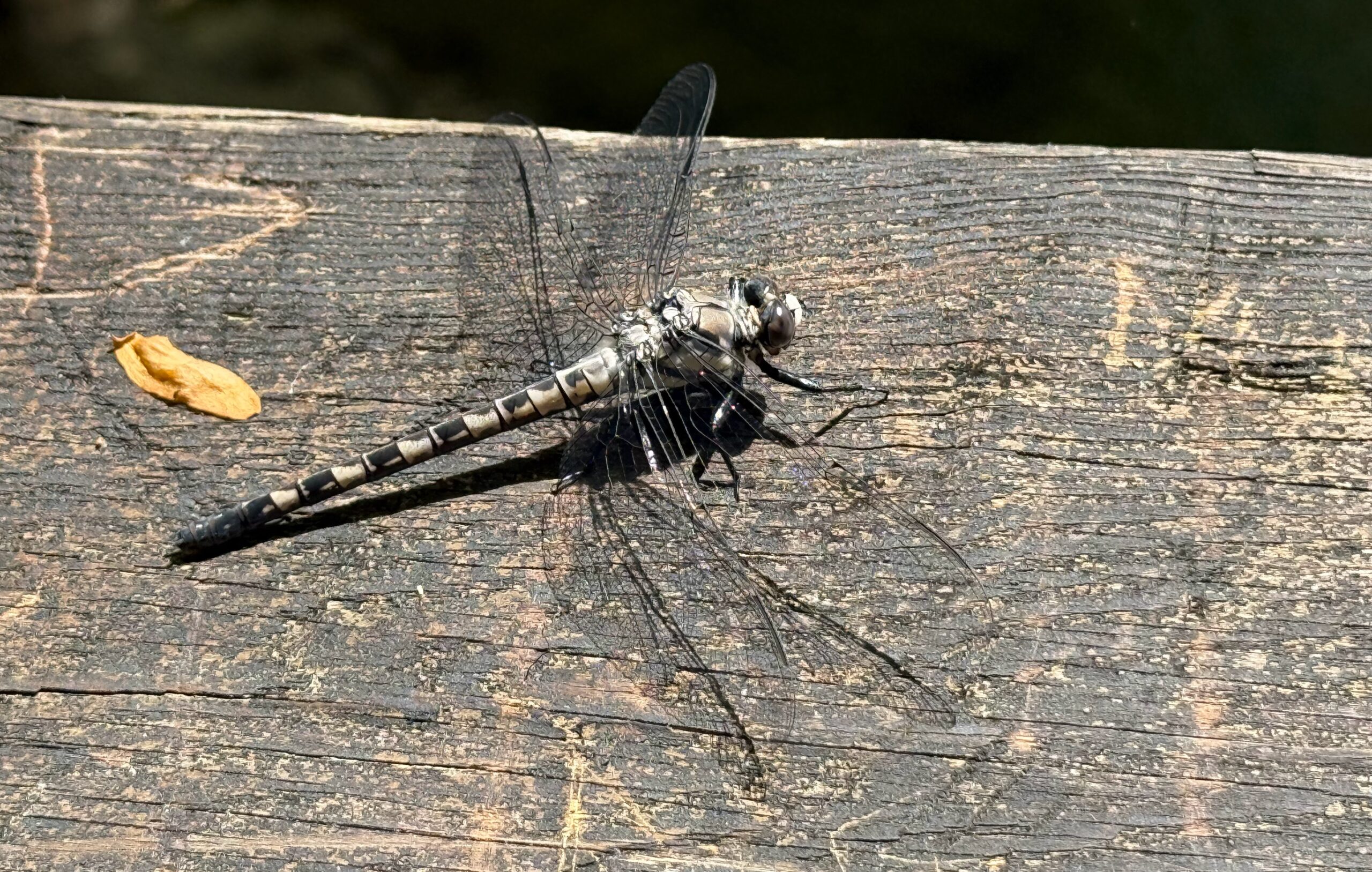 Dragonfly at the first bridge on Roaring Run Trail
