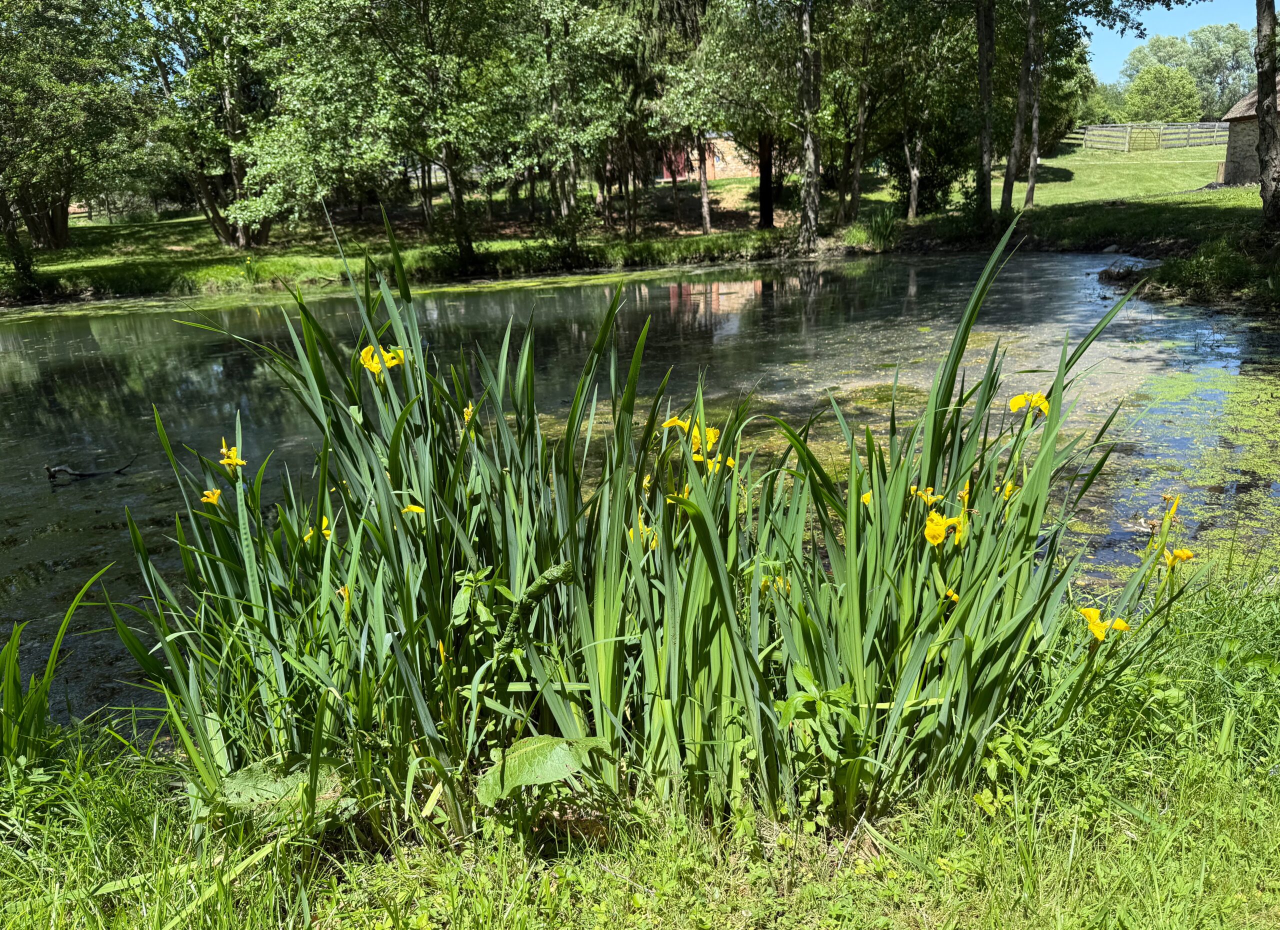 Stream with flowers