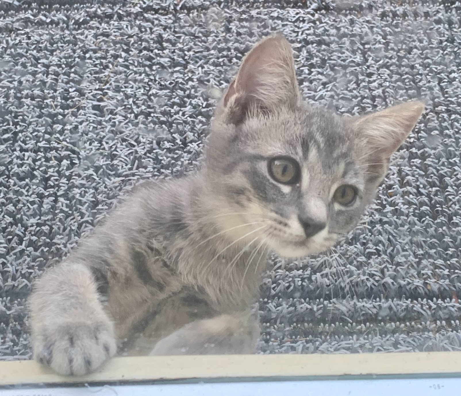 Young Oscar the Zen cat